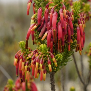 Erica plukenetii